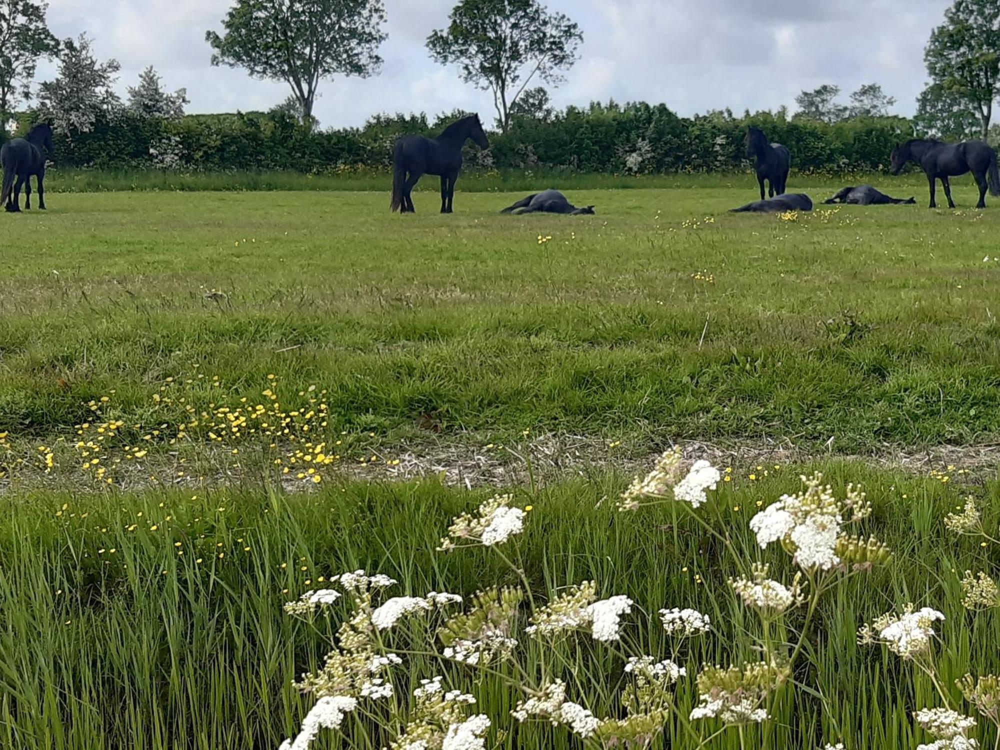Wetterwillefriesland Wommels Exterior foto